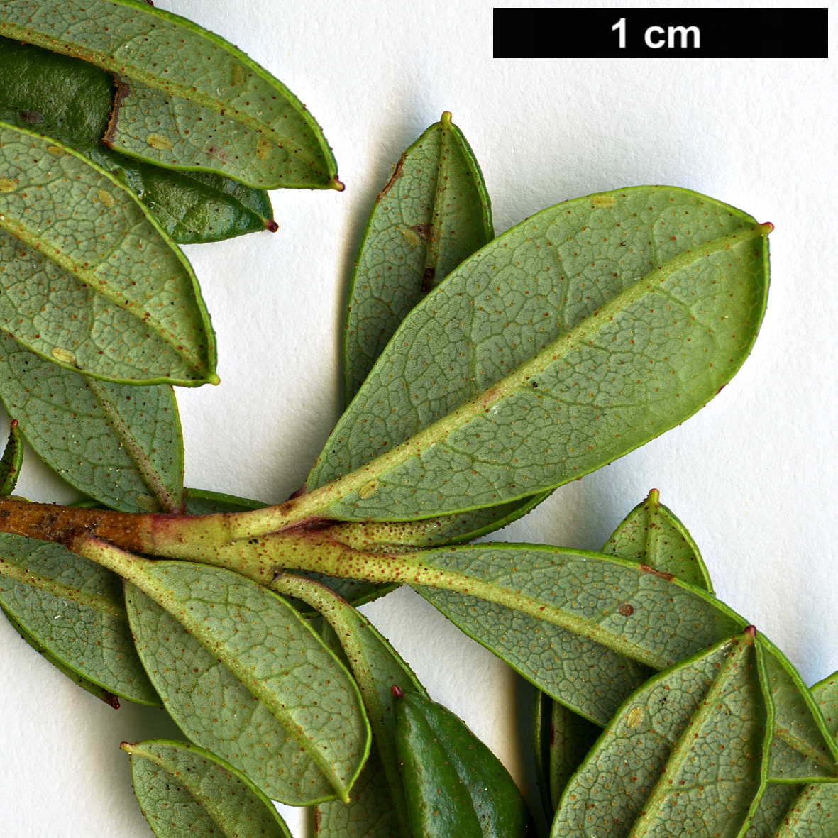 High resolution image: Family: Ericaceae - Genus: Rhododendron - Taxon: uniflorum - SpeciesSub: var. imperator